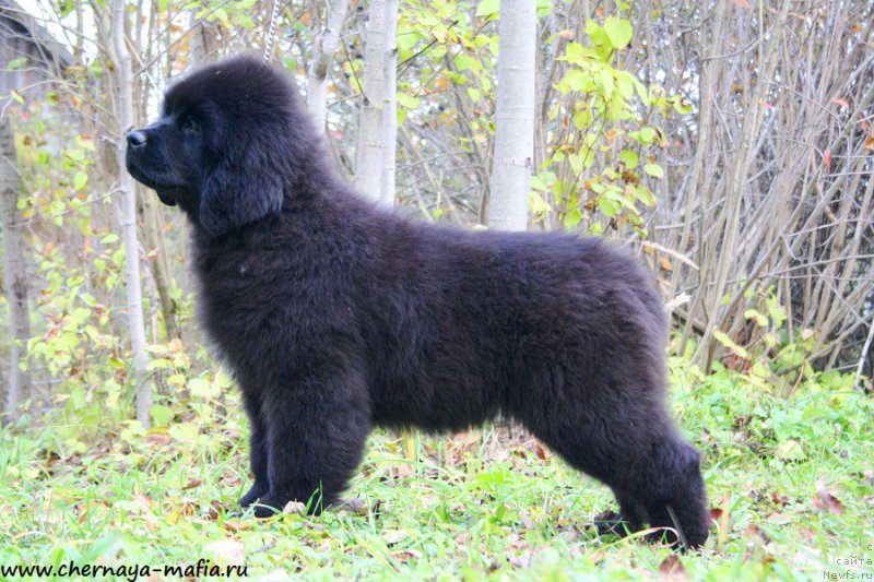 Фотография № 194329