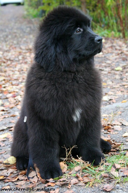 Фотография № 194330