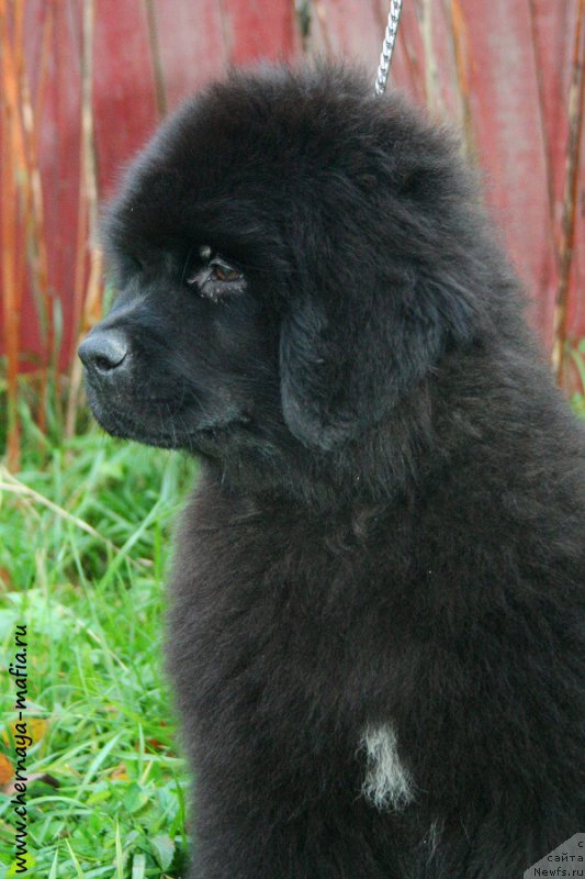 Фотография № 194331