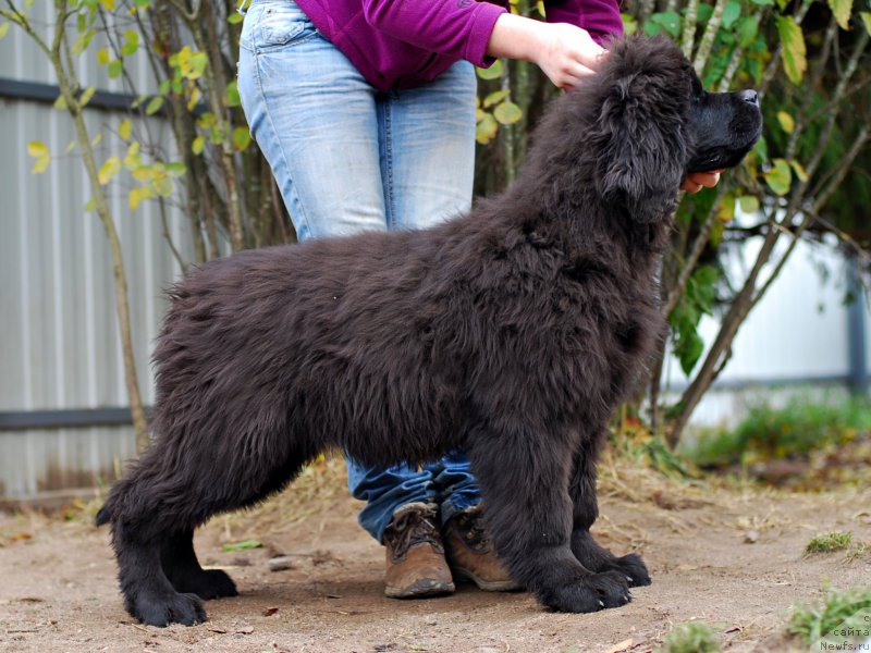 Фотография № 194334