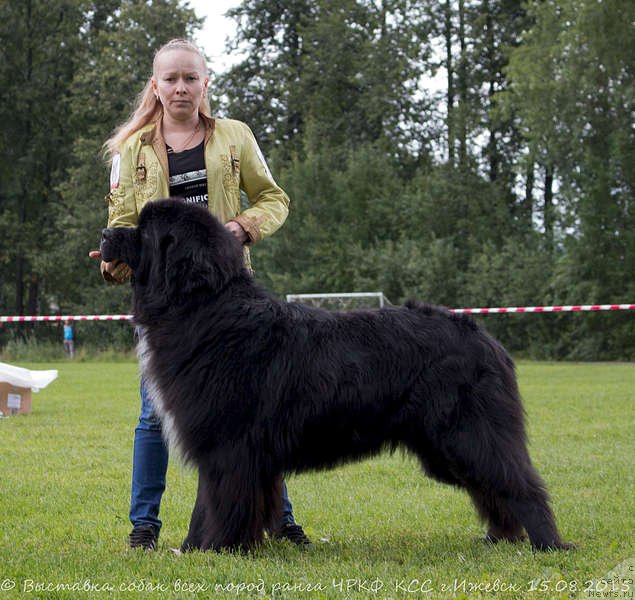 Фото: ньюфаундленд Stardi Kollekshn Baloven' (Старди Коллекшн Баловень)