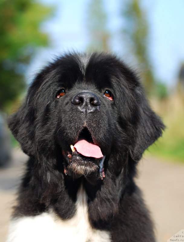 Фото: ньюфаундленд Eros Faundland