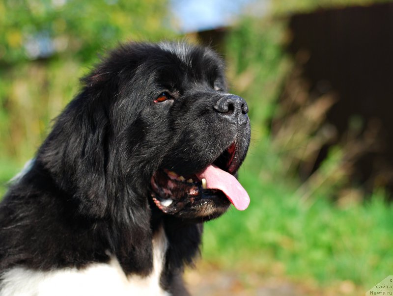 Фотография № 194341