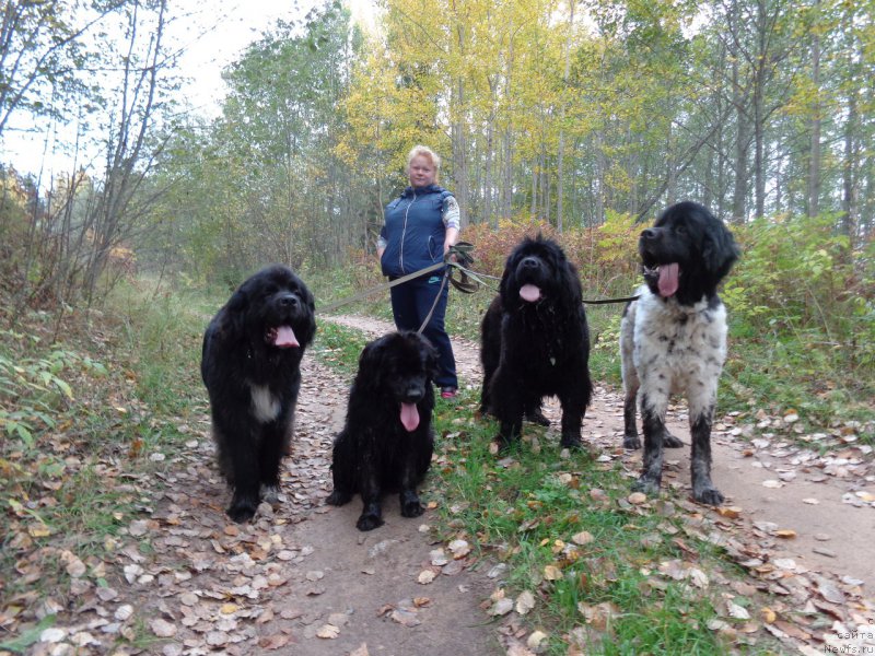 Фото: ньюфаундленд Flyufi Avalanch Spesiallu Born for YUu (Флюфи Аваланч Спесиаллу Борн фор Юу)