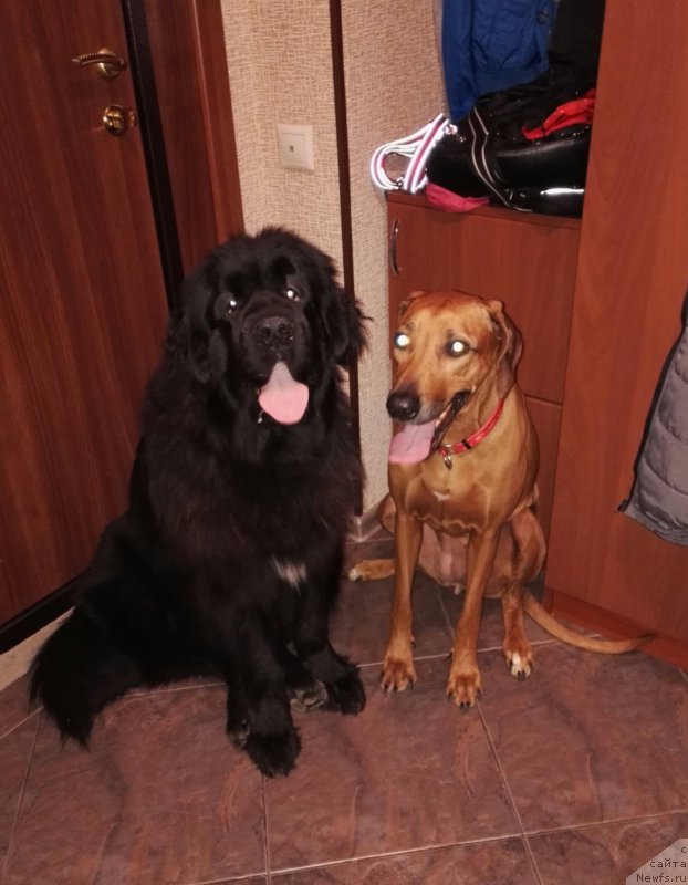 Фото: ньюфаундленд Njufort Amanda Blum (Ньюфорт Аманда Блум)