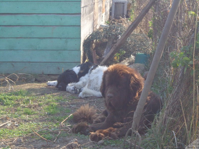 Фото: ньюфаундленд Super Premium Litoniel Vallaninor (Супер Премиум Литониэль Валланинор), ньюфаундленд N'yufort YU'Severino (Ньюфорт Ю'Северино)