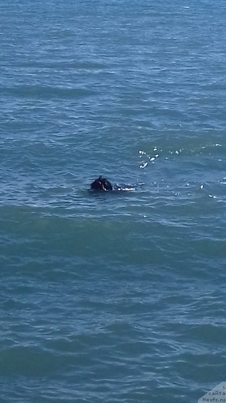 Фото: ньюфаундленд Antey YEleron (Антей Элерон)