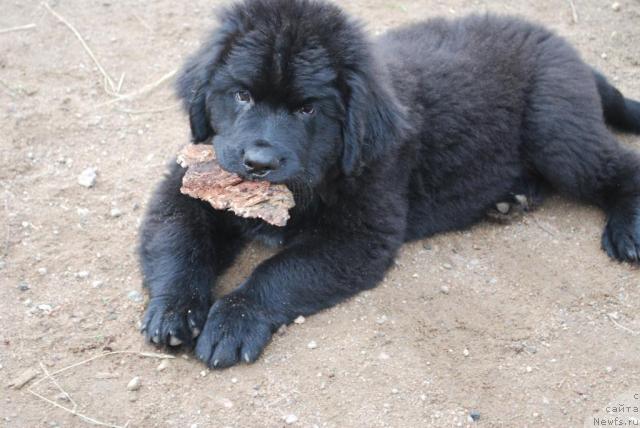 Фото: ньюфаундленд Smigar Imperiya Strasti (Смигар Империя Страсти)