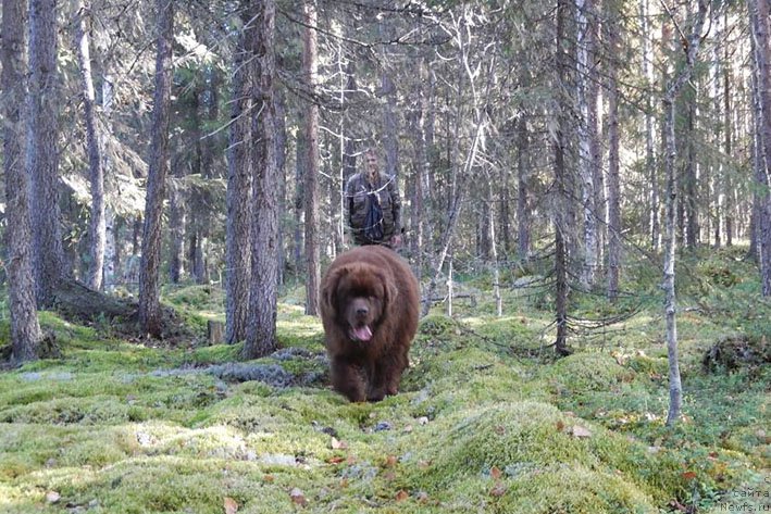 Фото: ньюфаундленд Horunzhy s Berega Dona (Хорунжий с Берега Дона)
