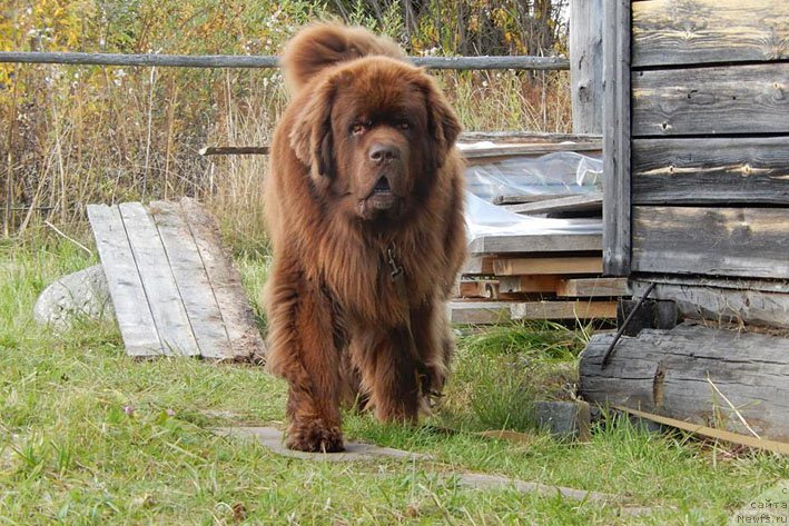 Фото: ньюфаундленд Horunzhy s Berega Dona (Хорунжий с Берега Дона)
