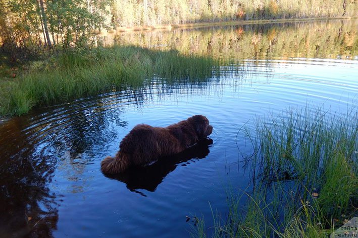 Фото: ньюфаундленд Horunzhy s Berega Dona (Хорунжий с Берега Дона)