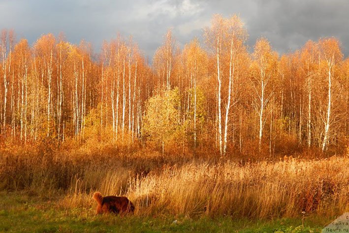 Фото: ньюфаундленд Horunzhy s Berega Dona (Хорунжий с Берега Дона)