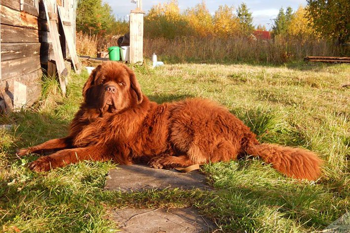 Фото: ньюфаундленд Horunzhy s Berega Dona (Хорунжий с Берега Дона)