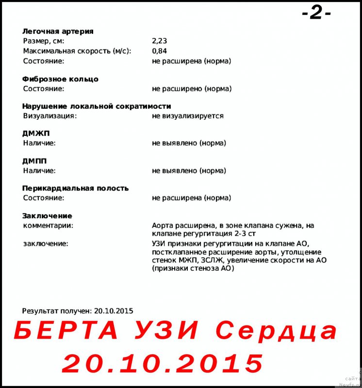 Фото: ньюфаундленд Beretta (Беретта)