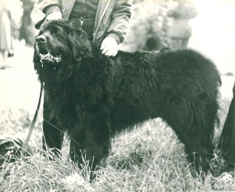 Фото: ньюфаундленд Tim (Тим)