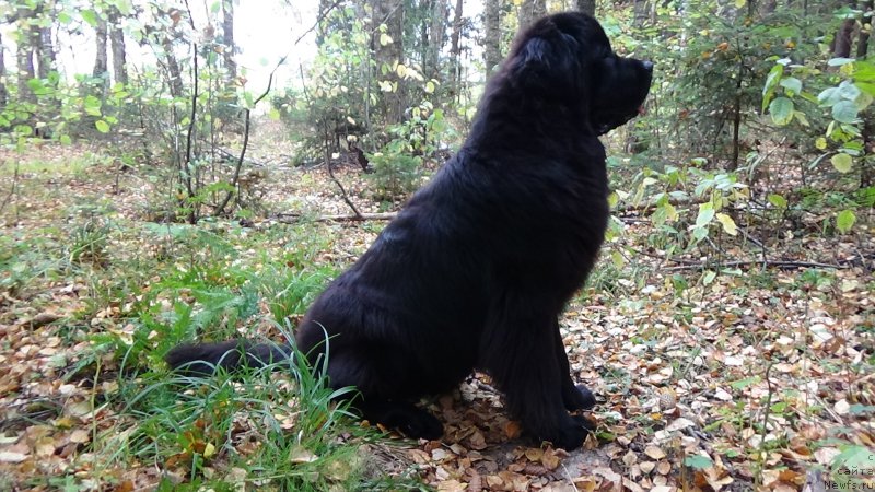 Фото: ньюфаундленд Sent Djons Optimus Prime (Сент Джонс Оптимус Прайм)