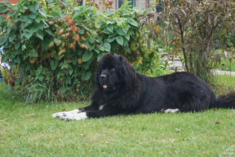 Фото: ньюфаундленд Safirina Katty Scarlett (Сафирина Катту Скарлетт)