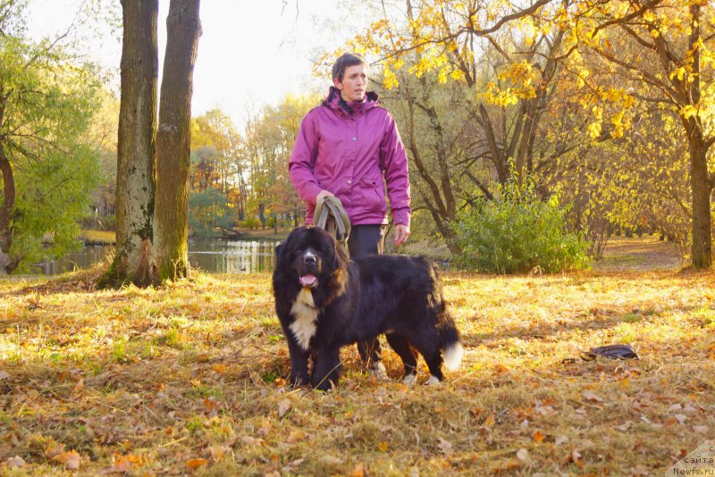 Фото: ньюфаундленд Sapphire King of My Heart (Саппхире Кинг оф Му Хеарт)