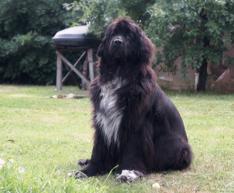 Фото: ньюфаундленд Piternyuf Enigma (Питерньюф Енигма)