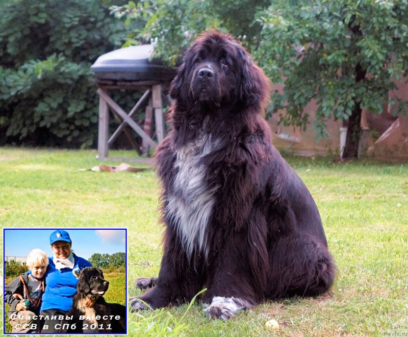 Фото: ньюфаундленд Piternyuf Enigma (Питерньюф Енигма), Nataliya Velikanova (Наталия Великанова)