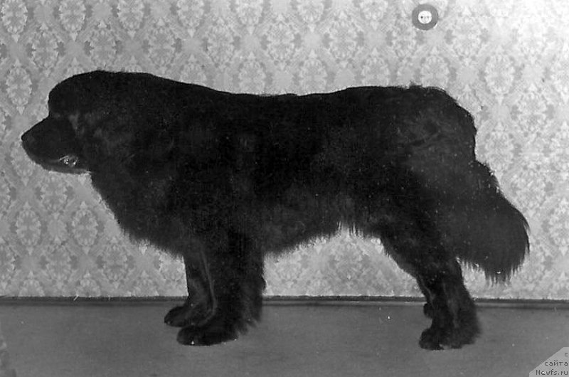 Фото: ньюфаундленд Veys of Vesten YEmbar (Вейс оф Вестен Эмбар)