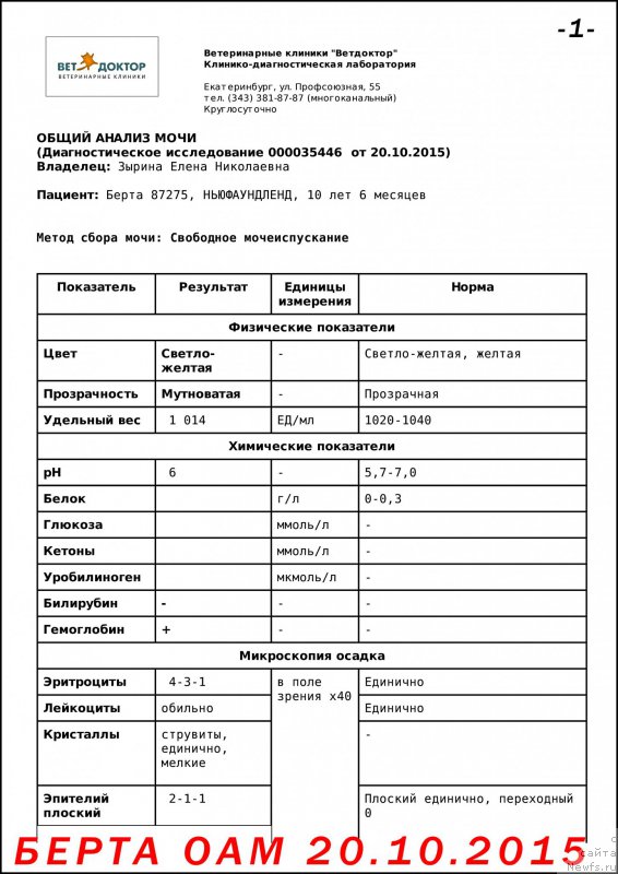 Фото: ньюфаундленд Beretta (Беретта)