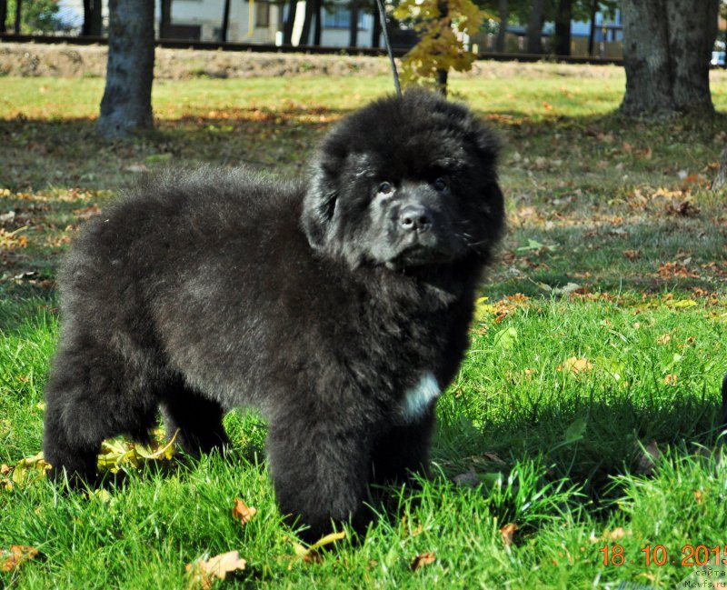 Фото: Zvezdnij Dar Beatrice