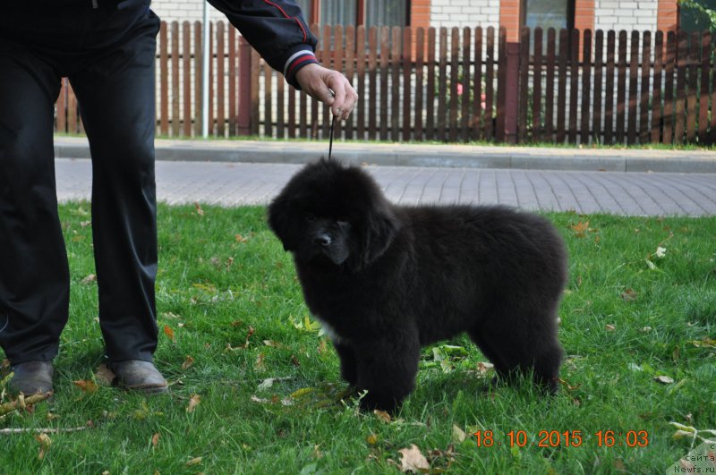 Фото: Zvezdnij Dar Brittany