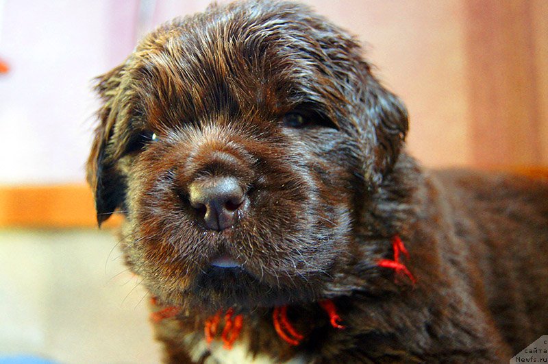 Фото: ньюфаундленд Super Bizon Otis Tobias (Супер Бизон Отис Тобиас)