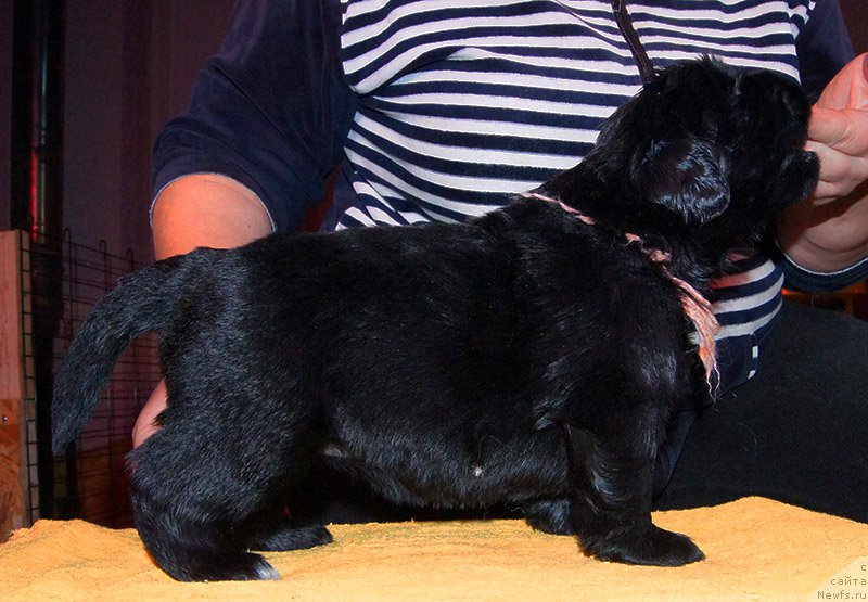 Фото: ньюфаундленд Super Bizon Ollisiya (Супер Бизон Оллисия)