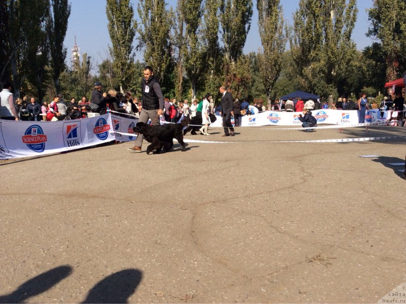 Фото: ньюфаундленд Basnja s Berega Dona (Басня с Берега Дона), Эльдар