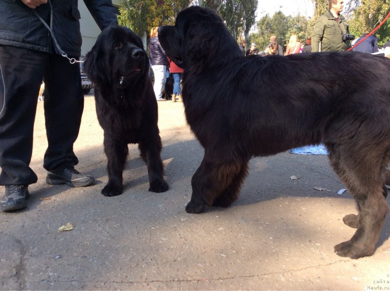Фото: ньюфаундленд Basnja s Berega Dona (Басня с Берега Дона), ньюфаундленд Yalianna s Berega Dona (Ялианна с Берега Дона)