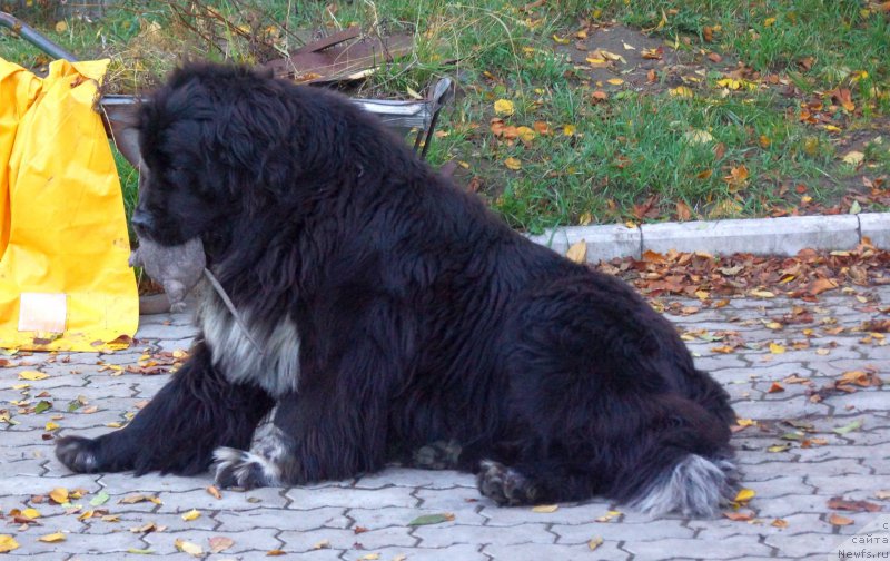 Фотография № 194452