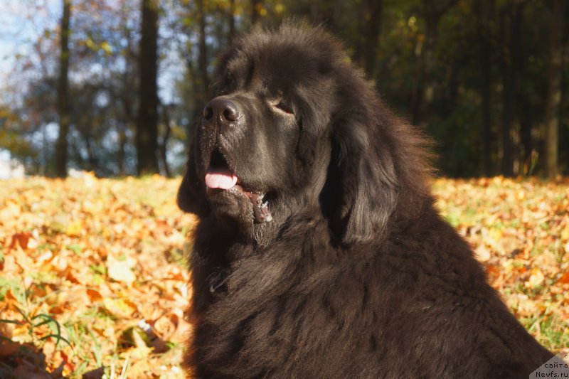 Фото: ньюфаундленд Pitern'yuf CHabot Armagnak (Питерньюф Чабот Армагнак)