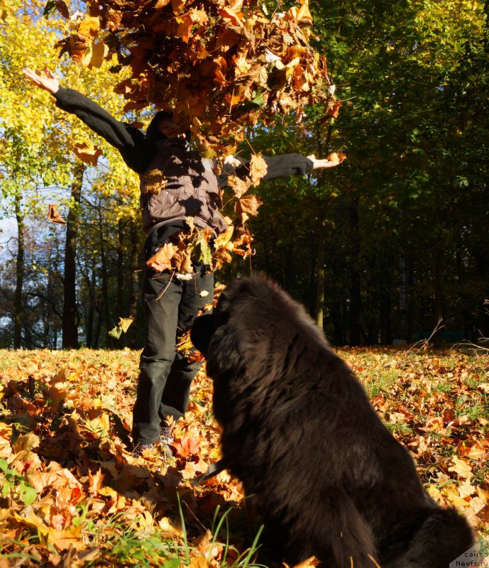 Фото: ньюфаундленд Pitern'yuf CHabot Armagnak (Питерньюф Чабот Армагнак)
