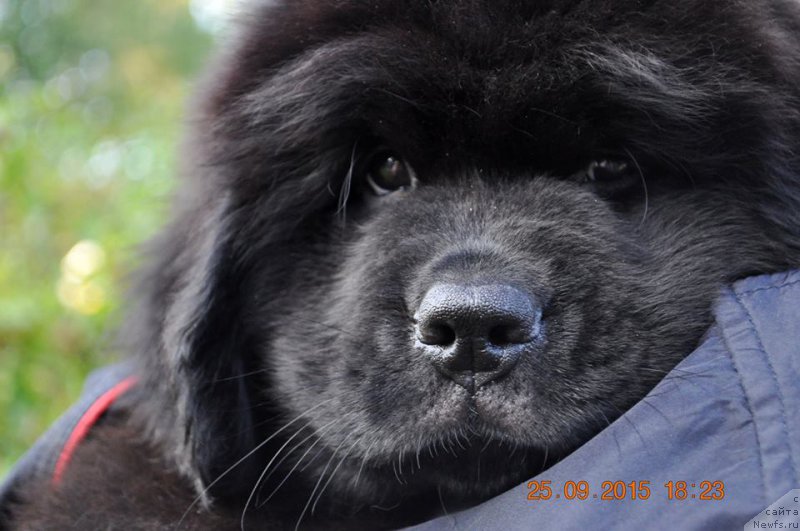 Фото: Zvezdnij Dar Bombardir