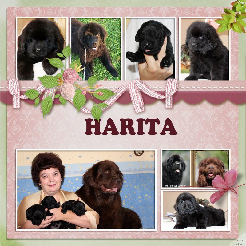 Фото: ньюфаундленд Brownblood MSK Harita Havva (Браунблад МСК Харита Хавва)