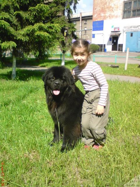 Фото: ньюфаундленд Vermona (Вермона), и доча