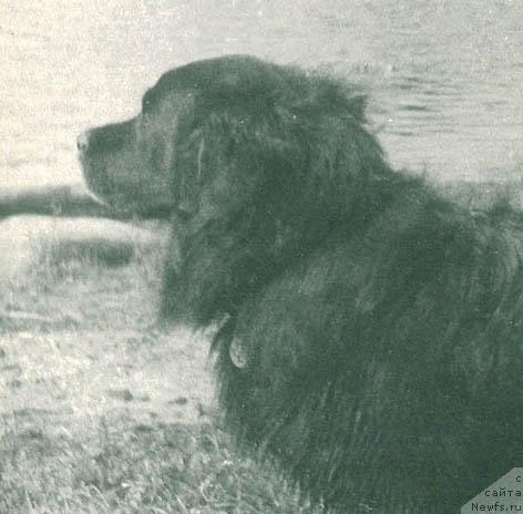 Фото: ньюфаундленд Zannar fon Batal' Bey (Заннар фон Баталь Бей)