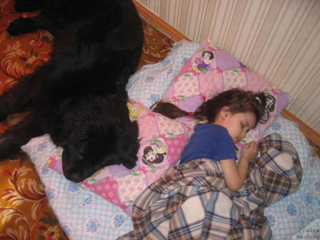 Фото: ньюфаундленд Vermona (Вермона), алена