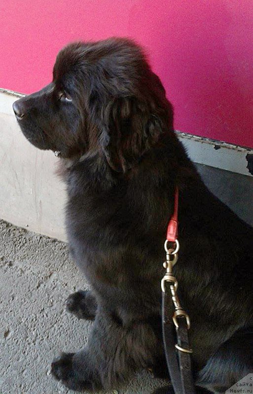 Фотография № 194502