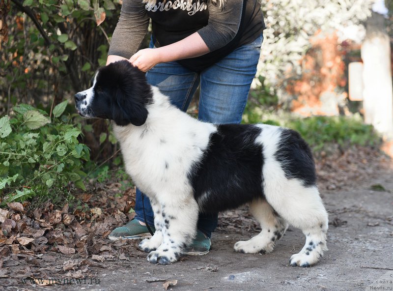 Фотография № 194522