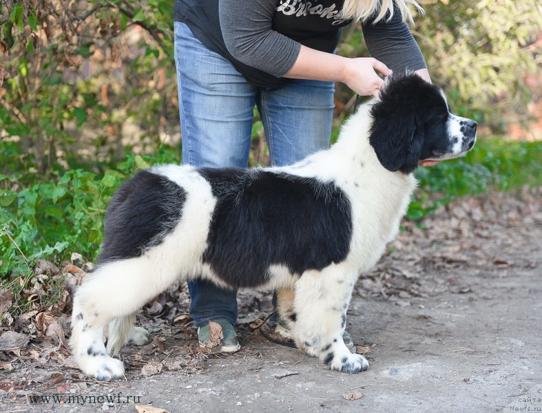 Фотография № 194523