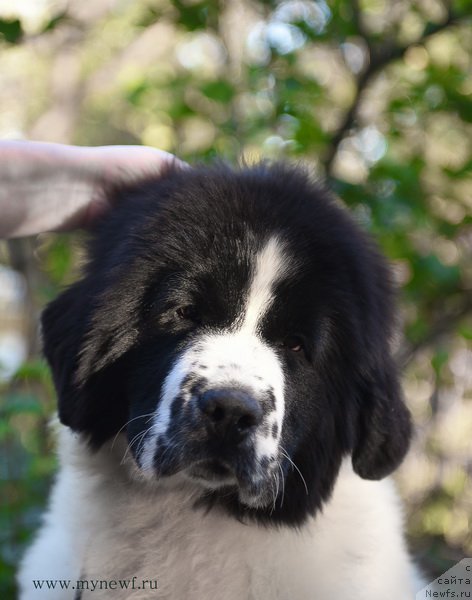 Фотография № 194525