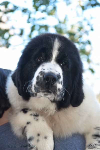 Фотография № 194526