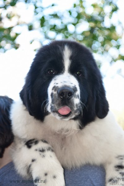 Фотография № 194527