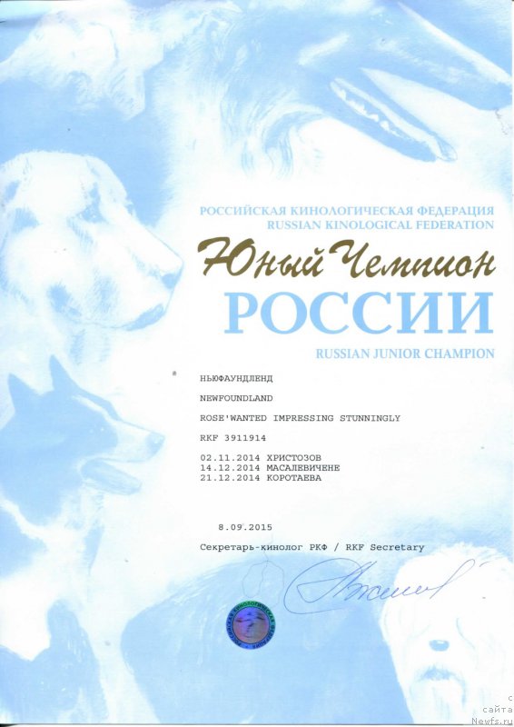 Фото: ньюфаундленд Rose Wanted Impressing Stunningly