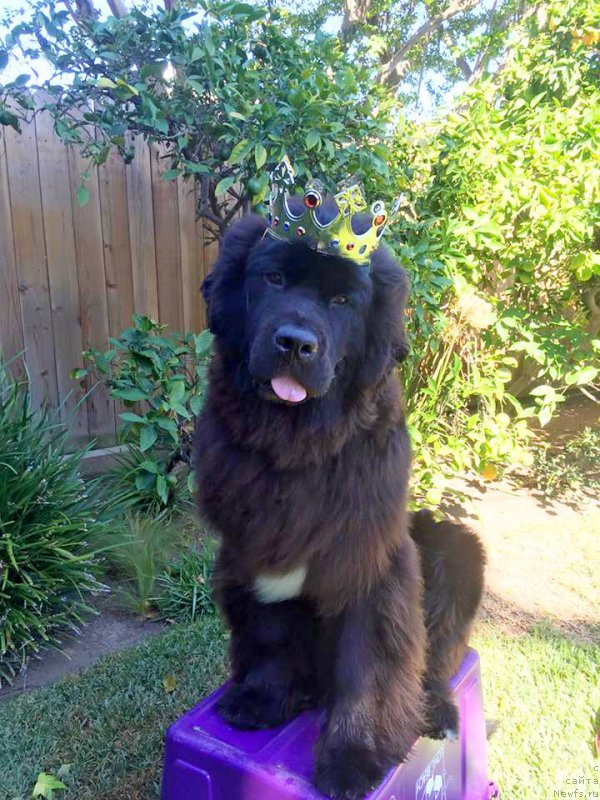 Фото: ньюфаундленд Piternyuf Boeing (Питерньюф Боеинг)