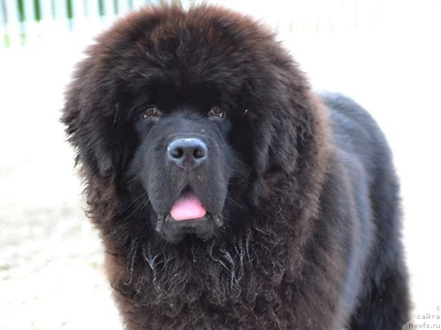 Фото: ньюфаундленд Piternyuf BMW (Питерньюф БМВ)