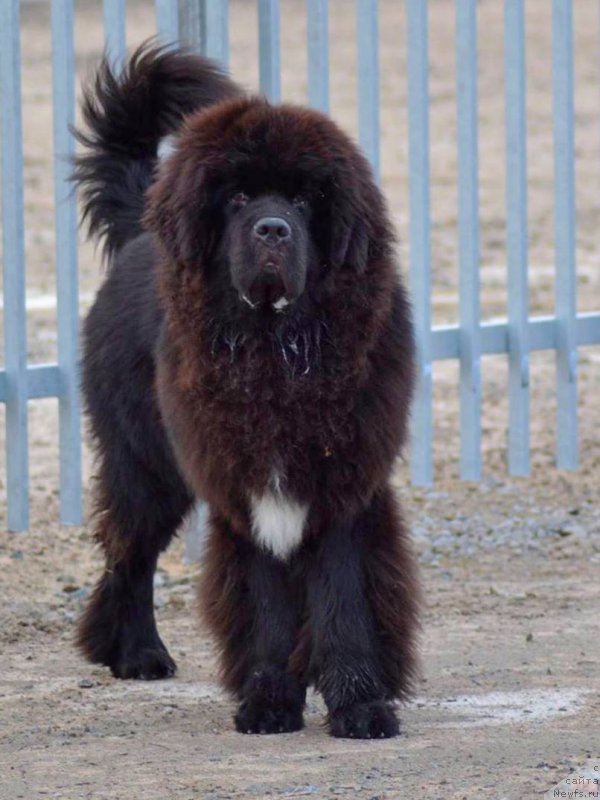 Фото: ньюфаундленд Piternyuf BMW (Питерньюф БМВ)